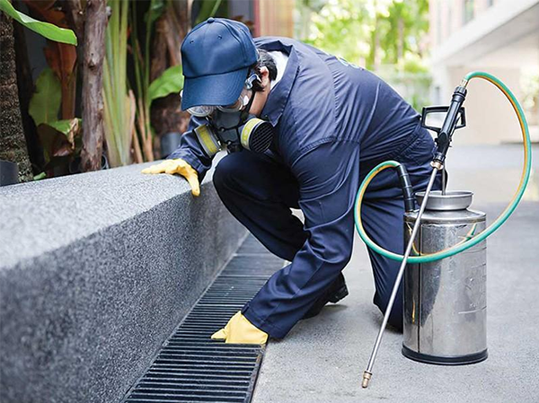 Best Pest Control Services in Ahmedabad