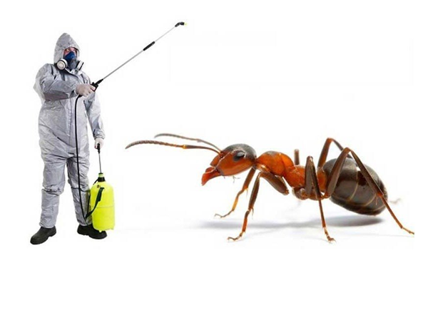 Best Pest Control Services in Ahmedabad