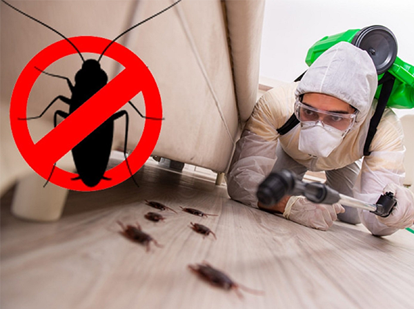 Best Pest Control Services in Ahmedabad