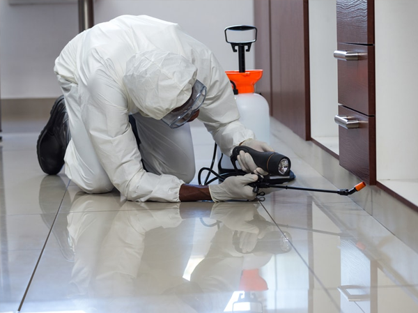 Best Pest Control Services in Ahmedabad