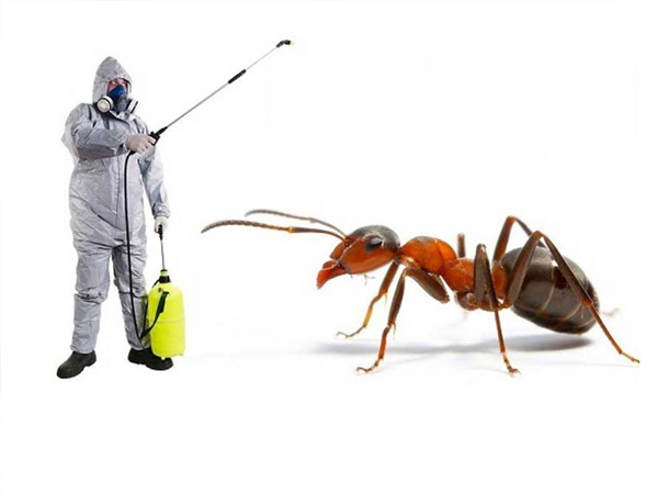 Best Pest Control Services in Ahmedabad