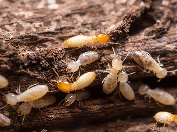 Termite Control Service