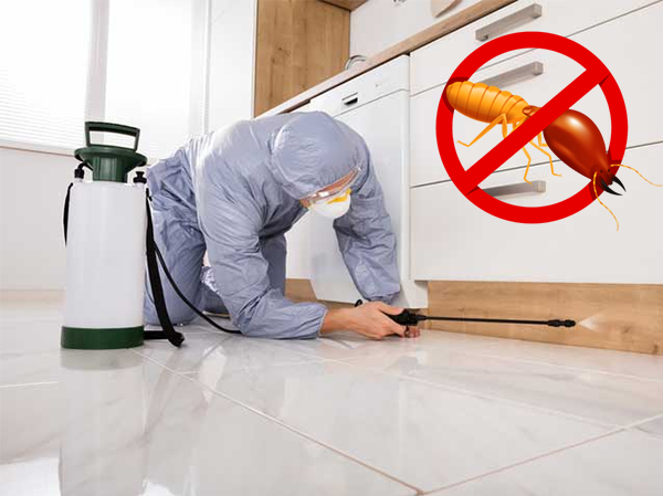 Best Pest Control Services in Ahmedabad