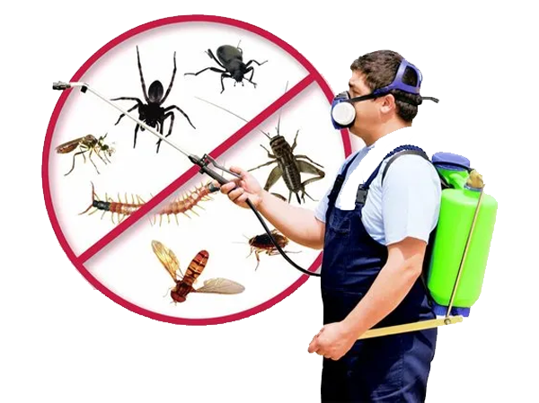 Best Pest Control Services in Ahmedabad