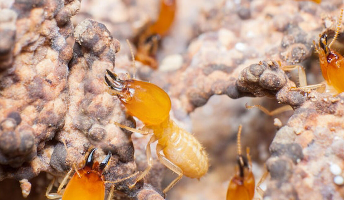 Termite Control Service