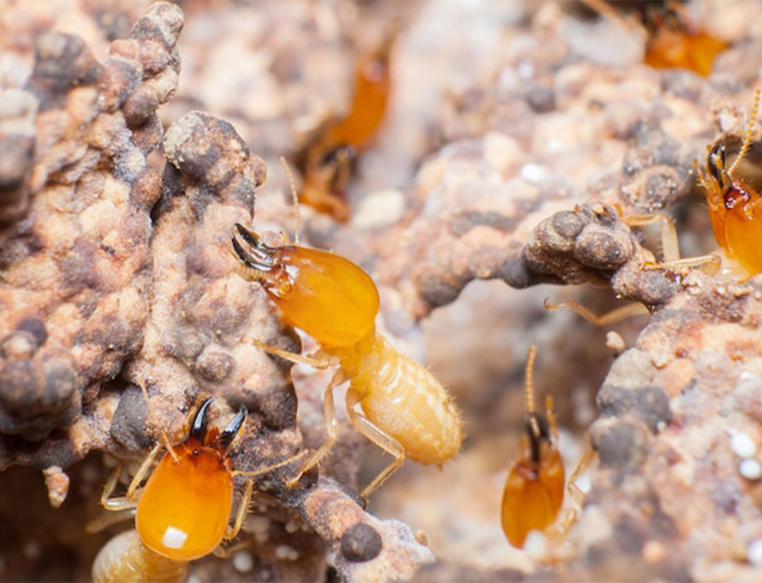 Termite Control Service