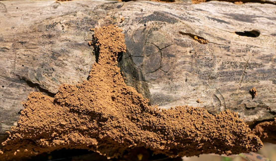 Anti-Termite Treatment