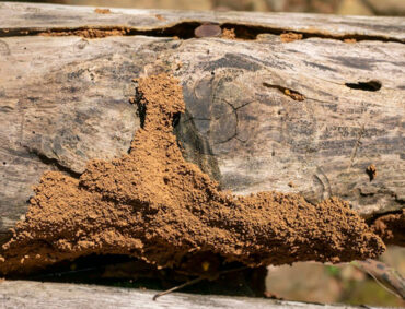 Anti-Termite Treatment