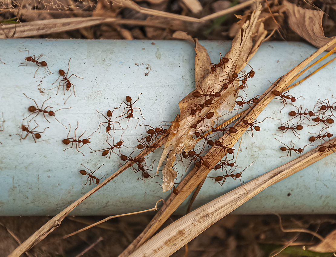 Ants Control
