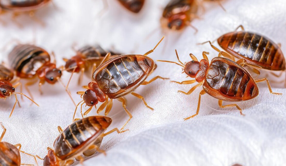Bed Bugs Treatment
