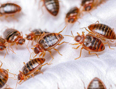 Bed Bugs Treatment